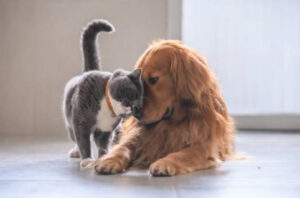 Dog-and-cat-for-Avenuevet